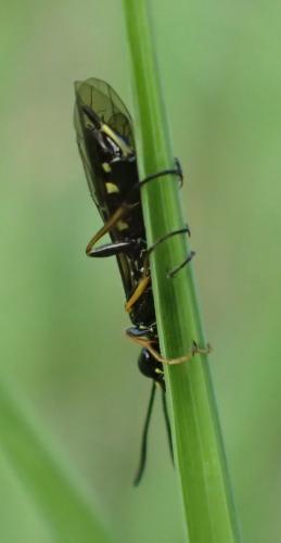 Réf. 198 744 : Trachelus troglodyta
